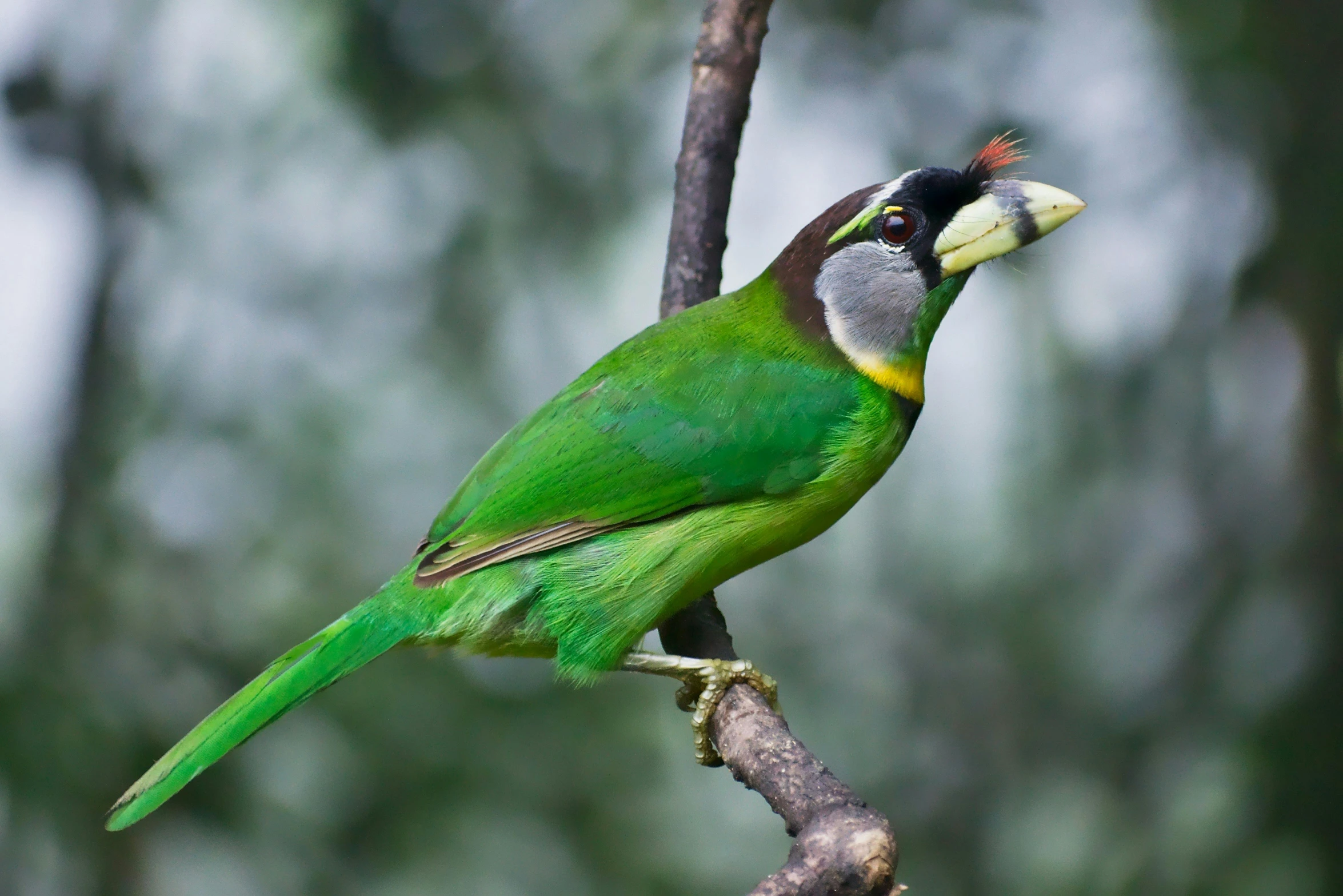 a green bird sitting on top of a tree nch