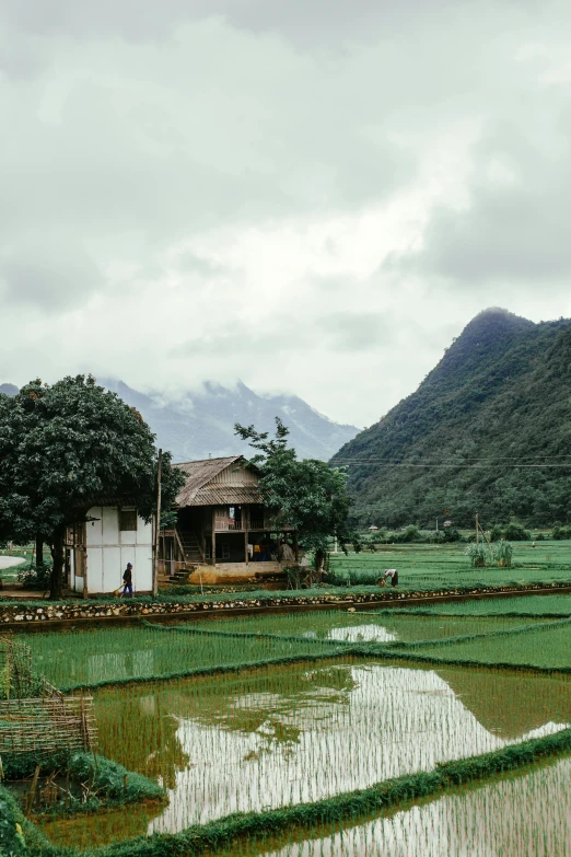 the landscape of an asian rice farm with rice paddies and mountains