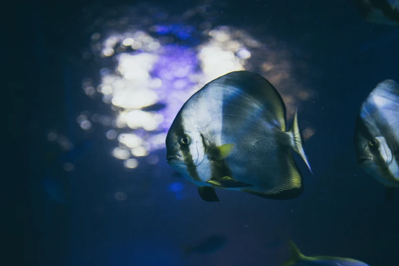 a large group of fish swim next to each other