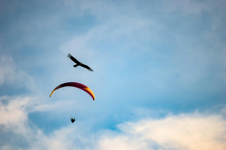 a kite and an eagle against a cloudy sky
