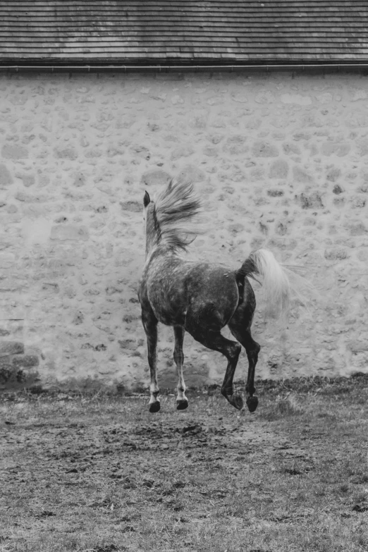 an image of a horse galloping around in the pasture