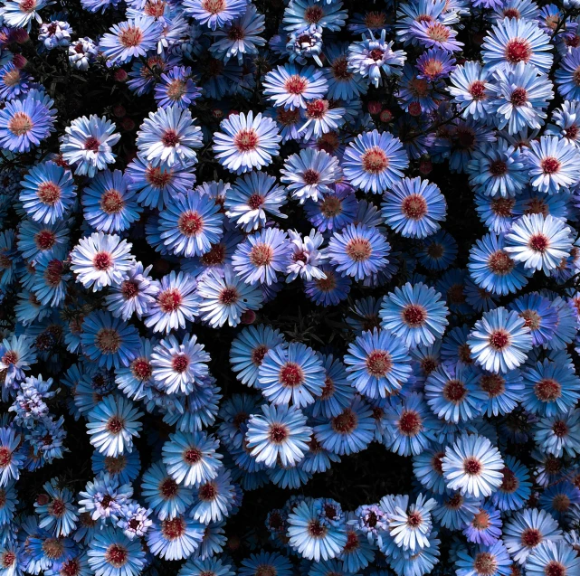 a bunch of blue and pink daisies in a field