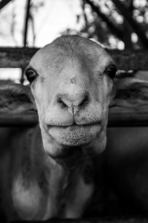 an adult camel is looking into the camera