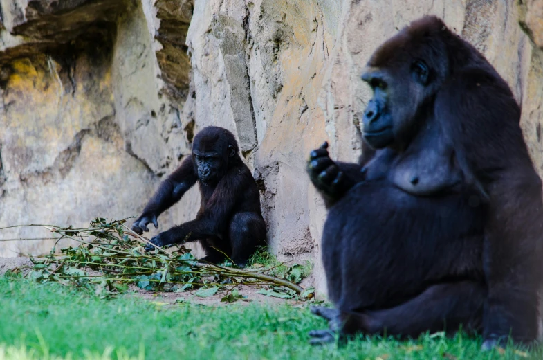 two gorillas are eating leaves while one looks down at them