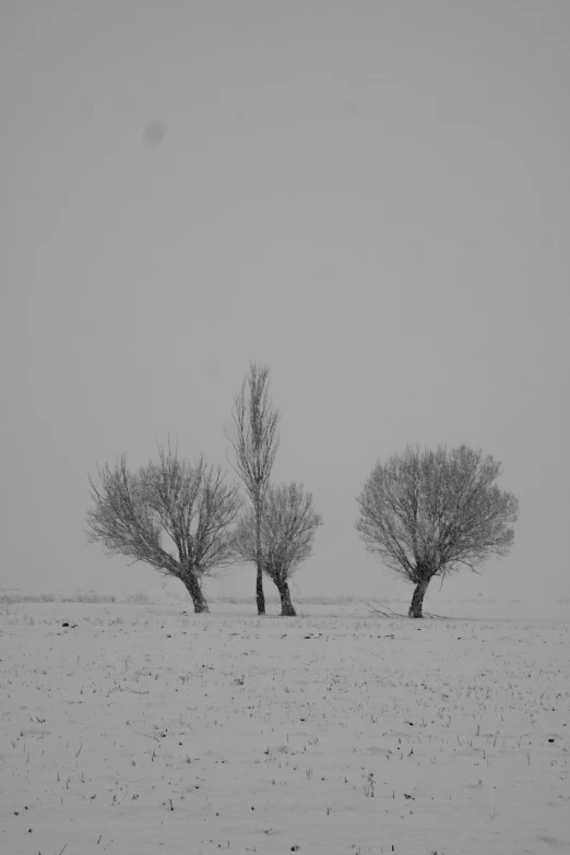 black and white landscape of snowy fields and trees