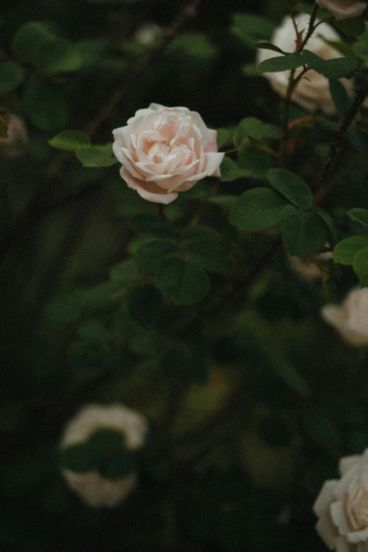 white roses bloom on a green bush by itself
