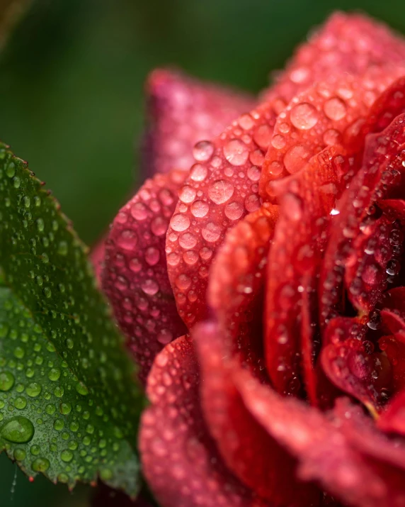 a red rose with water droplets all over it