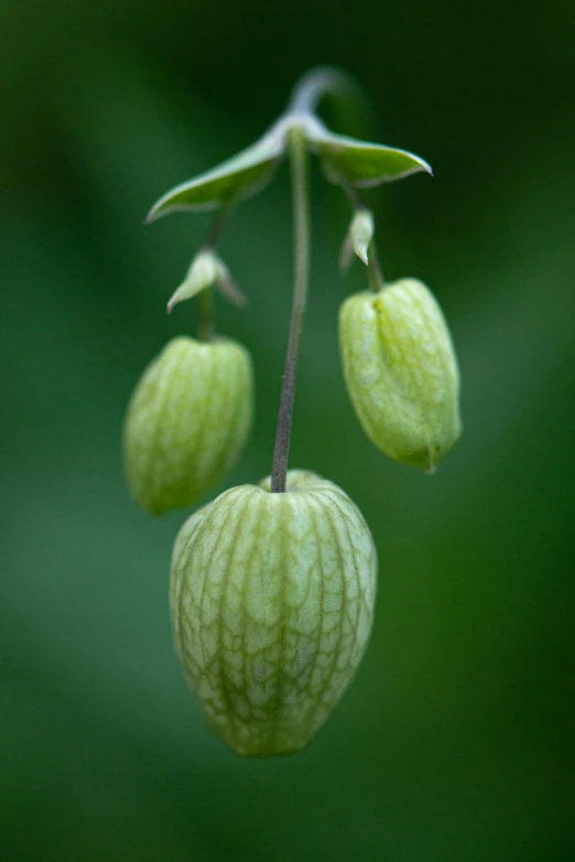 the small flowers have very long stems with watermelon on them