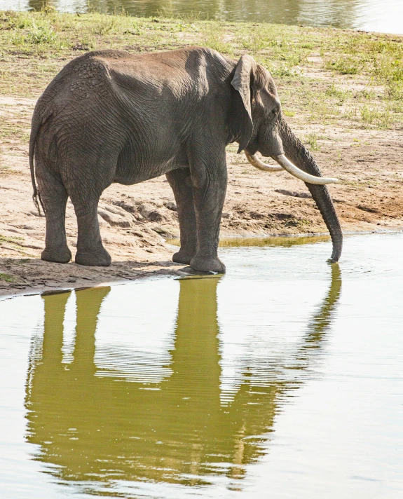 the elephant is standing on a bank with his trunk sticking out