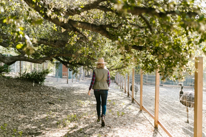 a person walking under trees with birds