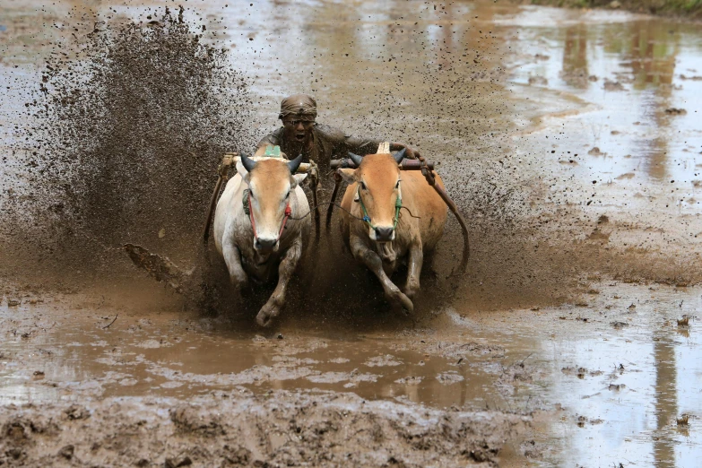 two horses with riders are splashing through muddy waters