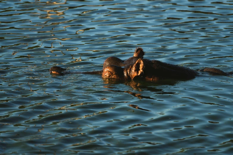 two ducklings swimming in the waters together