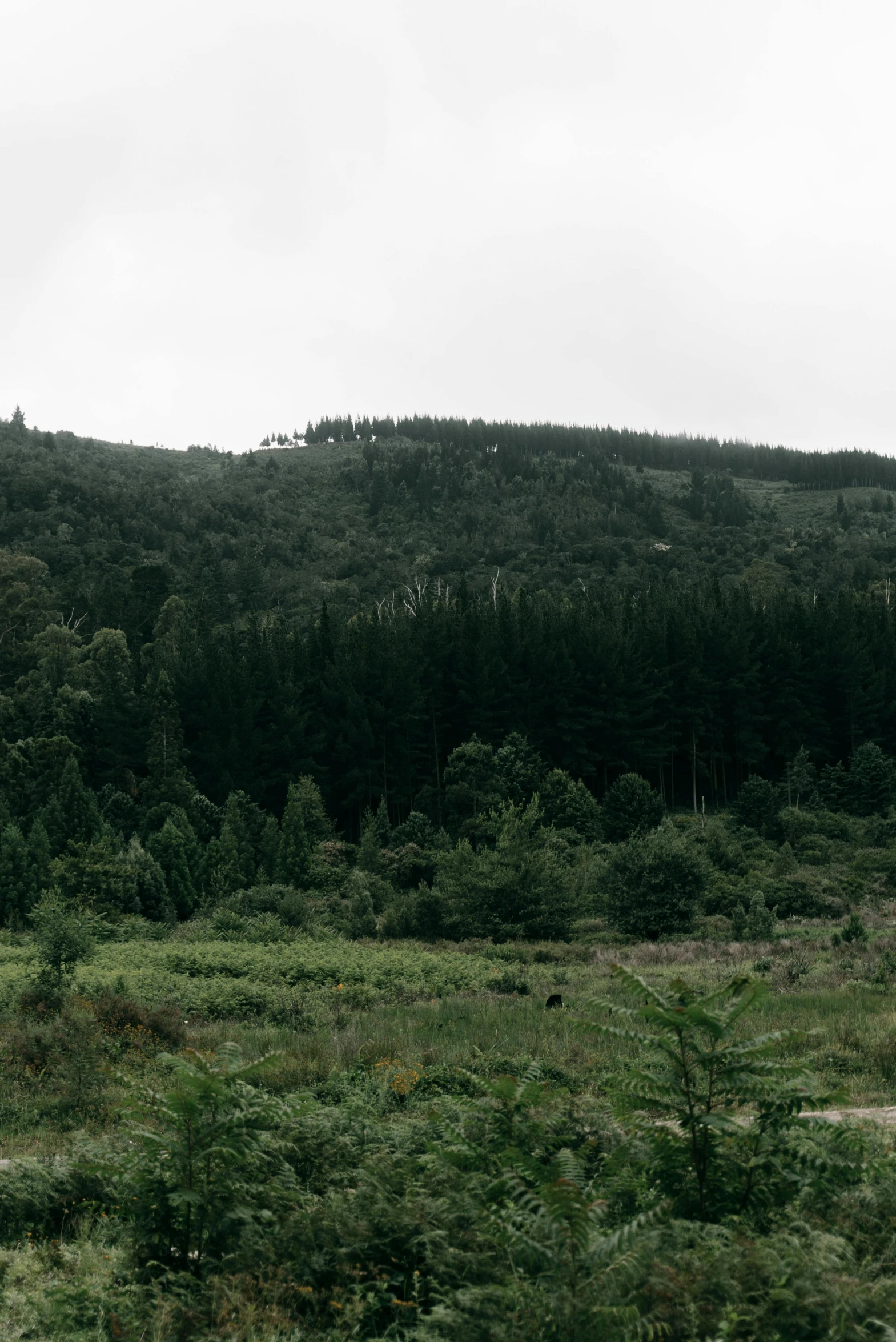 a herd of horses is on a hill side