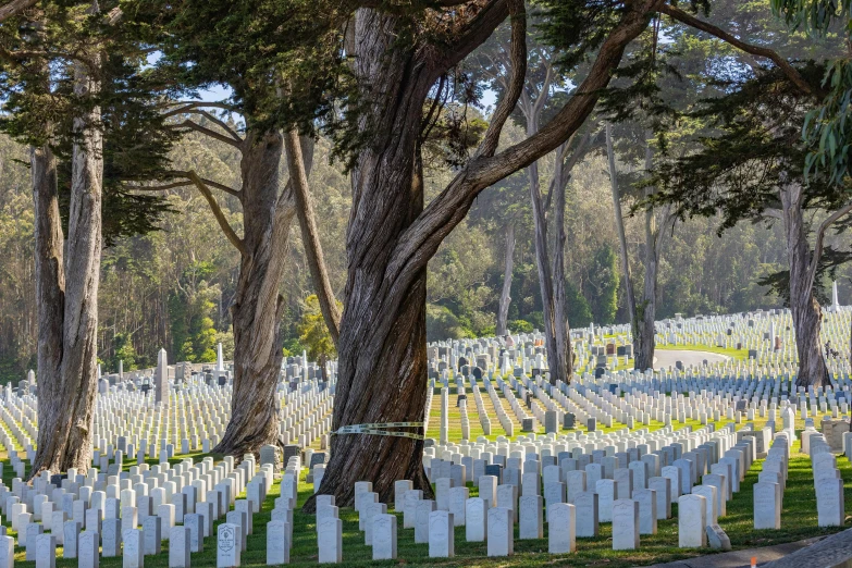 many white headstones that are standing in the grass