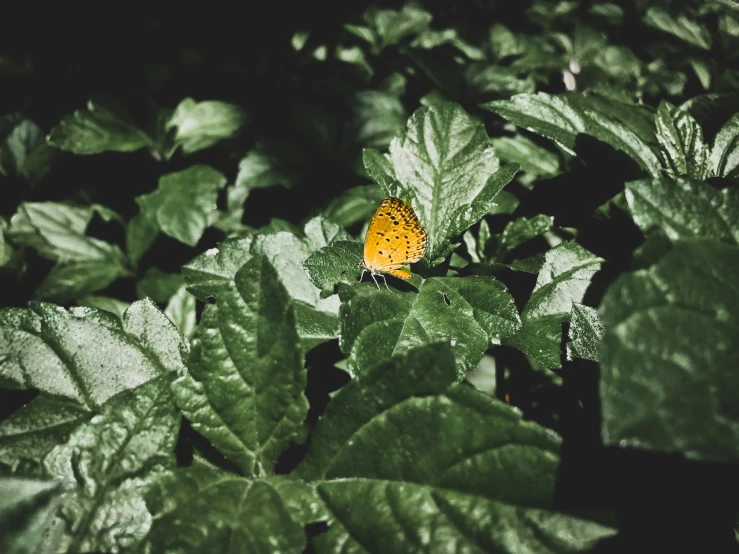 a erfly is perched on the green leaves