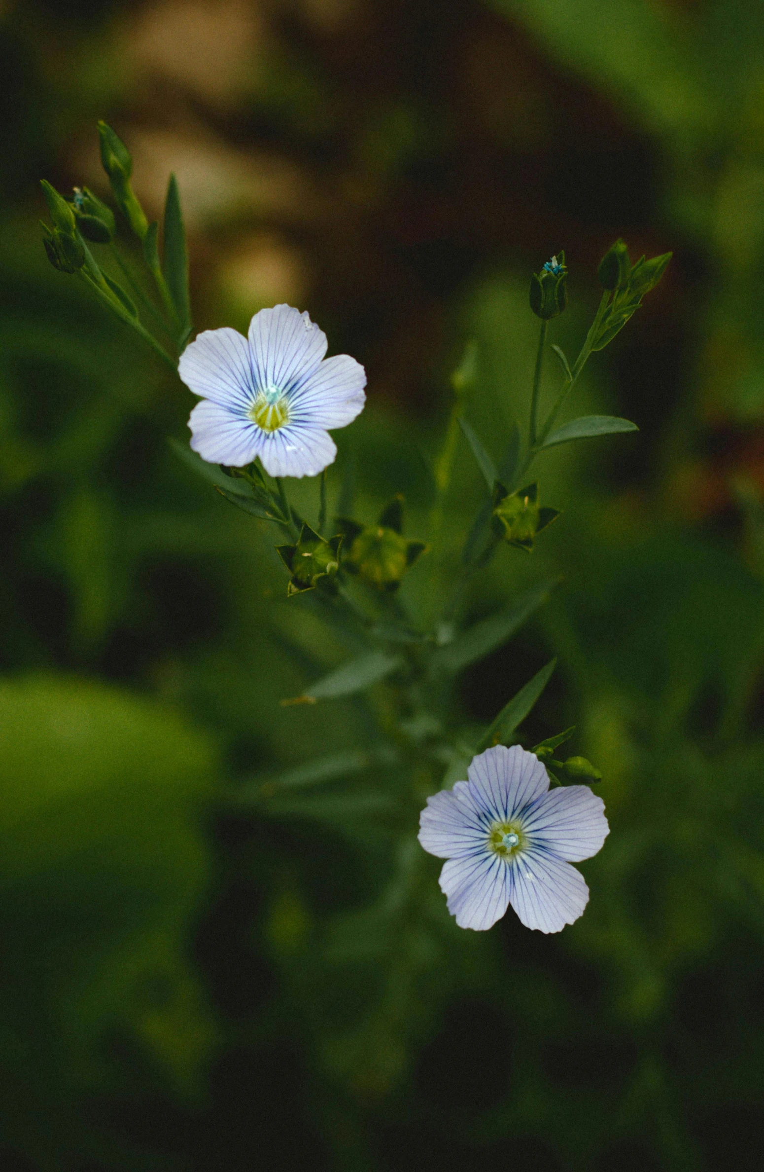 small blue flowers grow in an open field