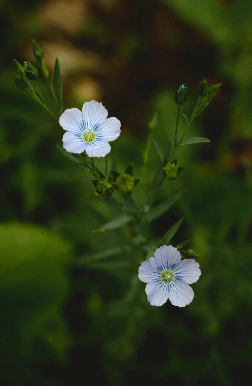 small blue flowers grow in an open field