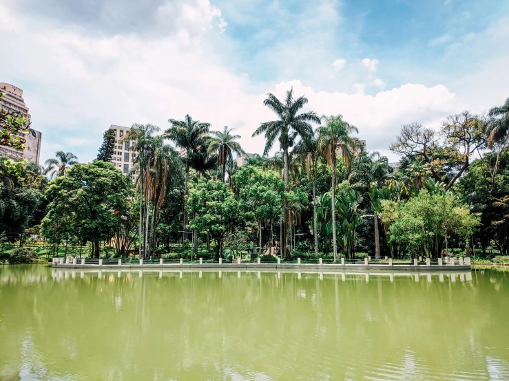 a large green pond in front of some trees