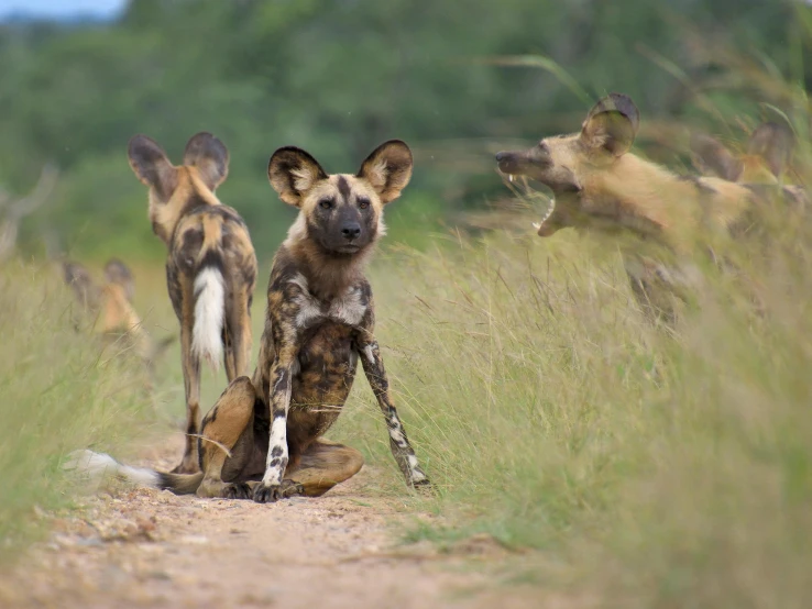 two spotted dogs are sitting on a trail