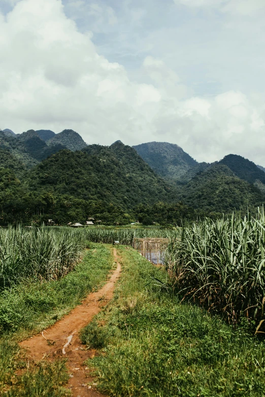 a dirt road next to the grass near mountains