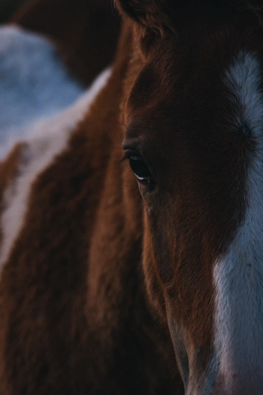 there is a horse with a long mane on it's back