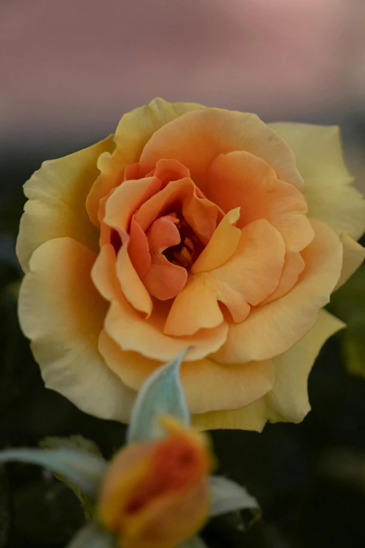 an orange and yellow rose in bloom