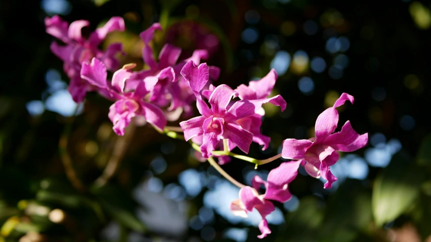 a nch with flowers in its budding