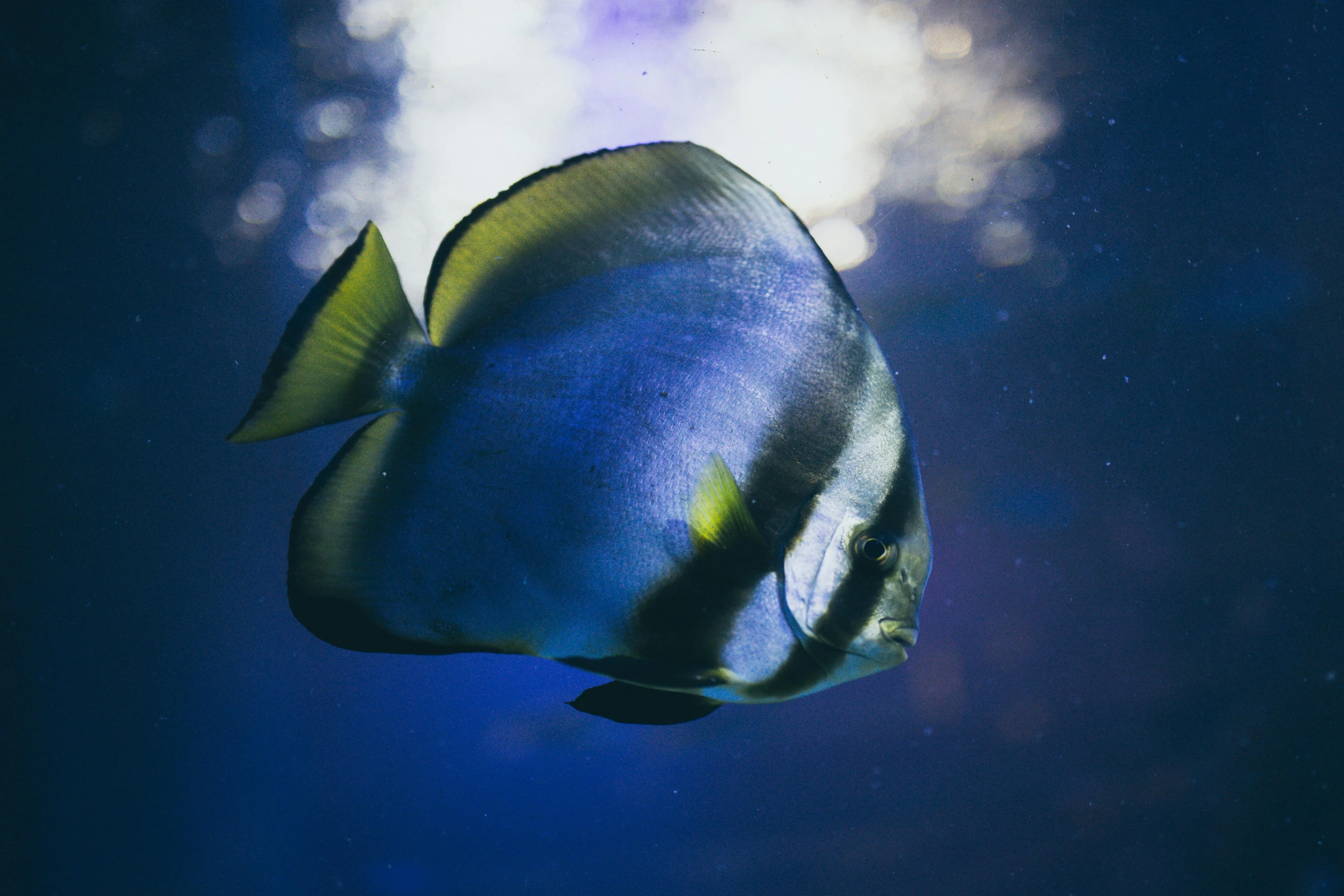 a blue and yellow fish in the ocean