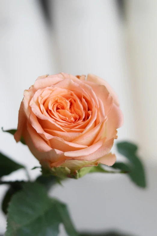 a flower that is laying on some brown stems