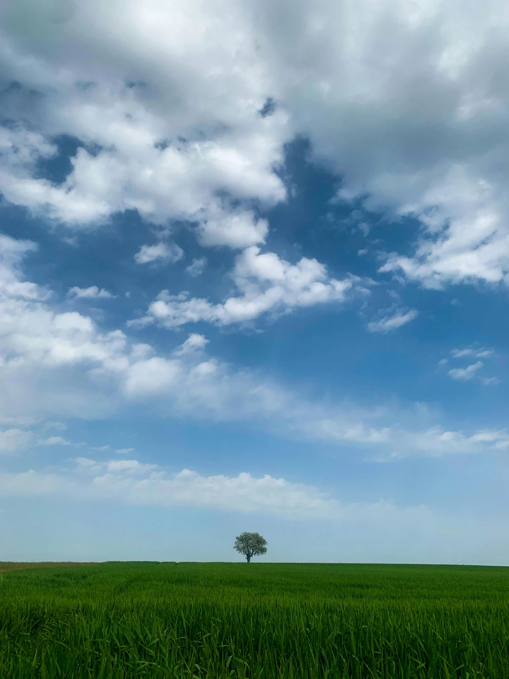 a green field filled with lots of grass under a cloudy blue sky