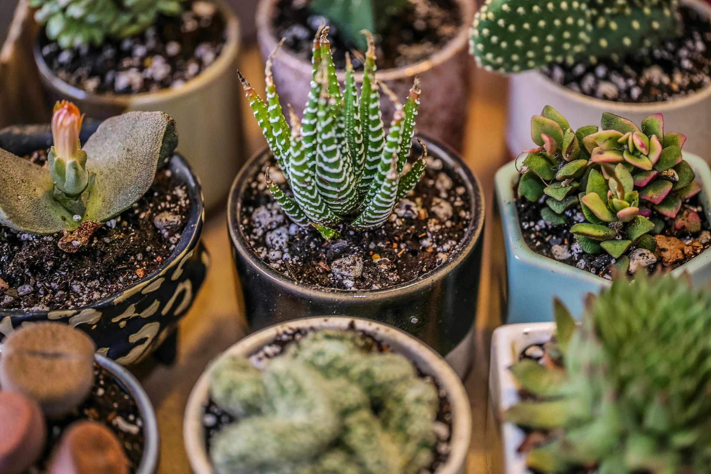 a collection of plants are sitting in pots