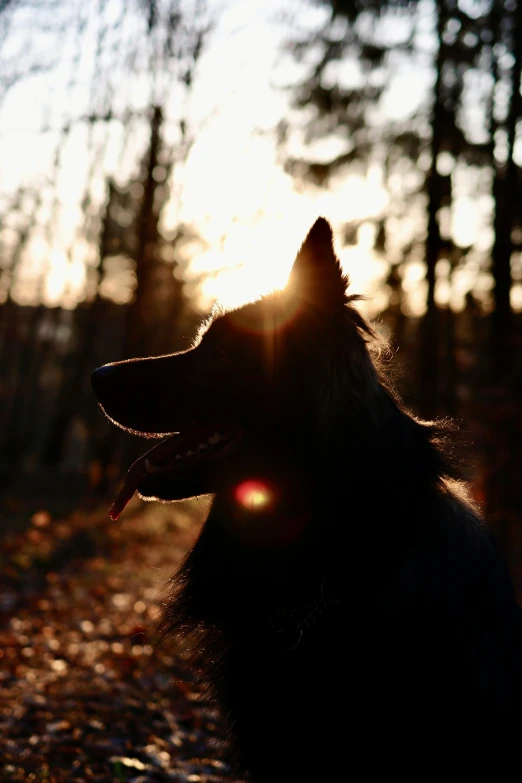 a brown dog looking up at the sun