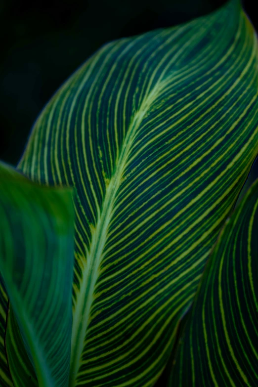 a close up of a leaf on a plant