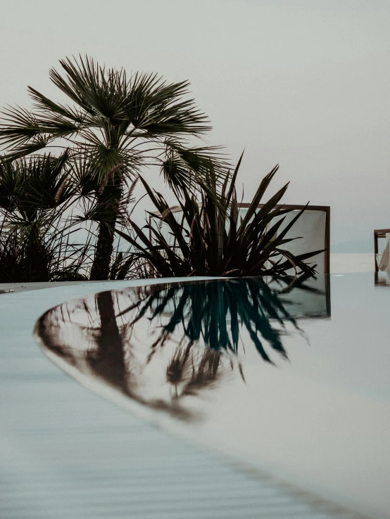 reflection of palm trees and building in water