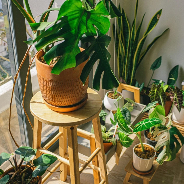 various house plants in wooden containers lined up on stools