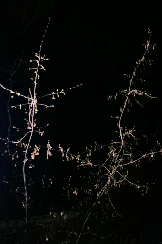 a dark night in the woods with snow on nches and snow on leaves