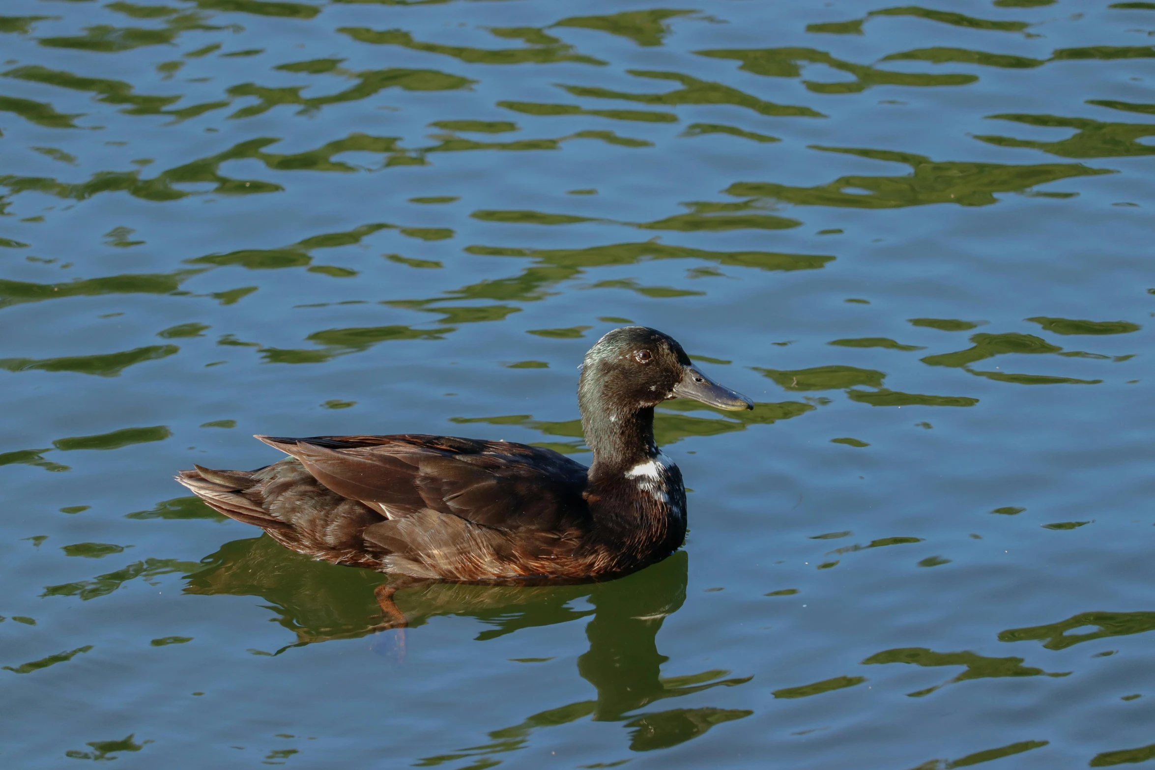 a duck that is swimming in the water