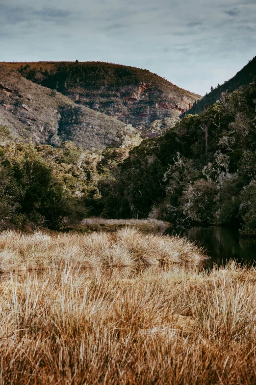 grassy area with mountains and trees in the background