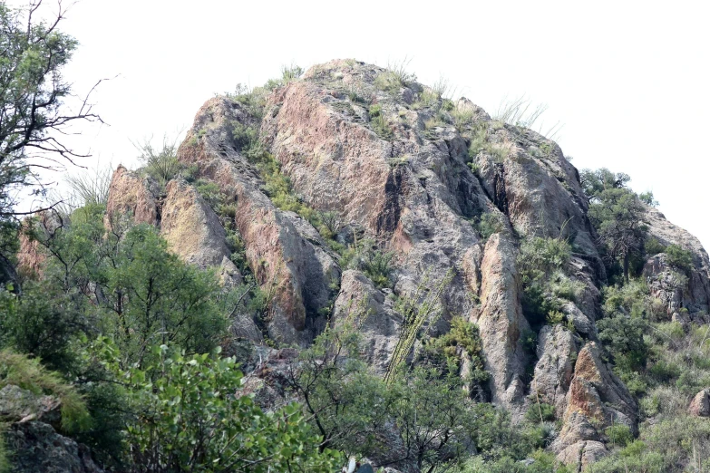 trees and plants are growing on the side of a mountain