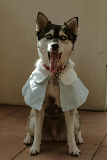 a husky dog with its mouth open standing on the floor