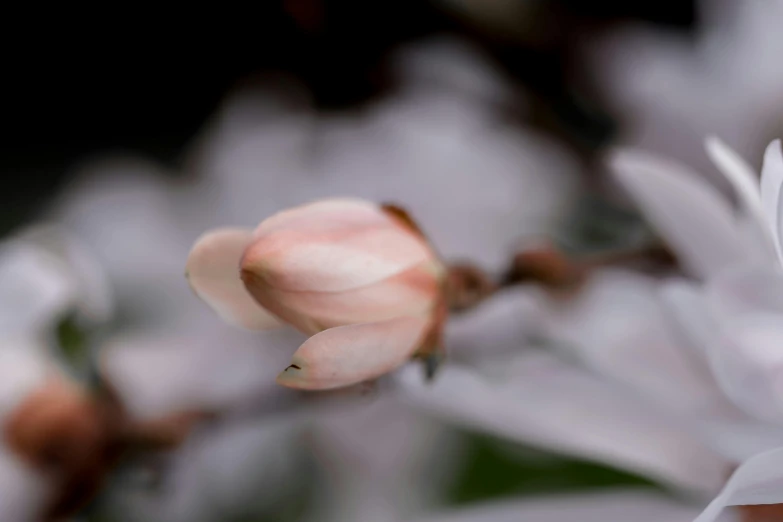 a close up view of some pink flowers