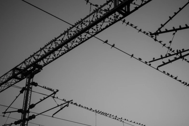 several birds on top of the wires in black and white