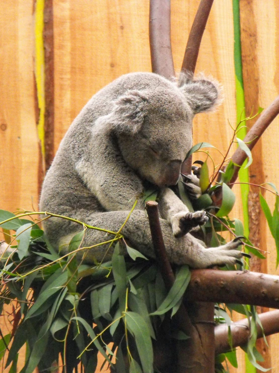 a koala bear is eating in an outdoor enclosure