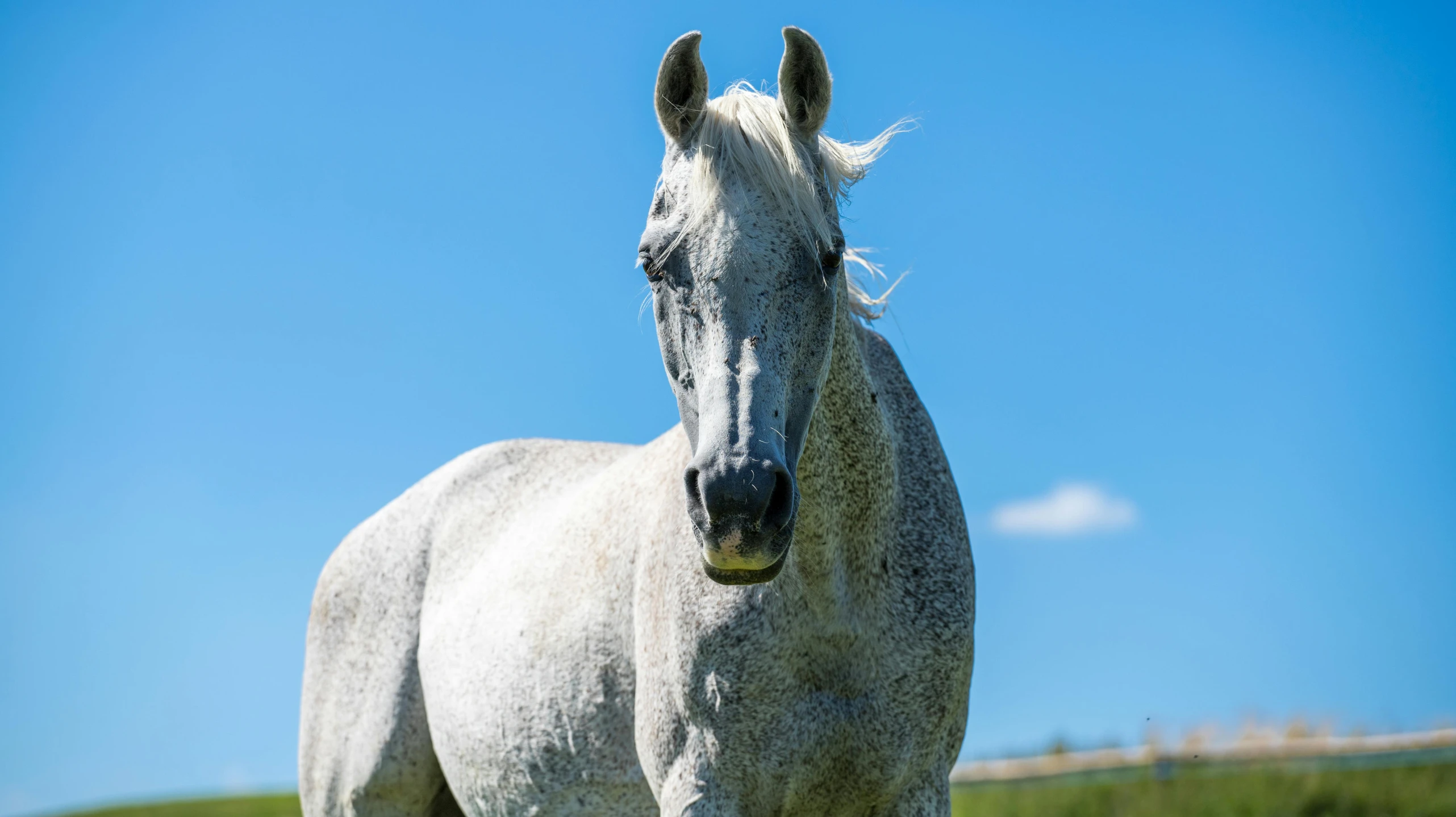 a white horse is walking in the field