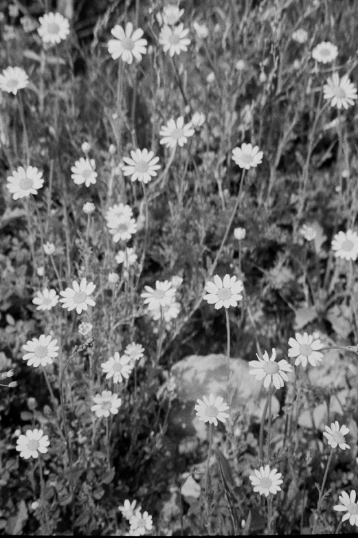 some white flowers in a field with some rocks and grass