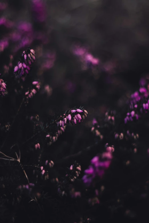 purple flowered plants are all over the ground