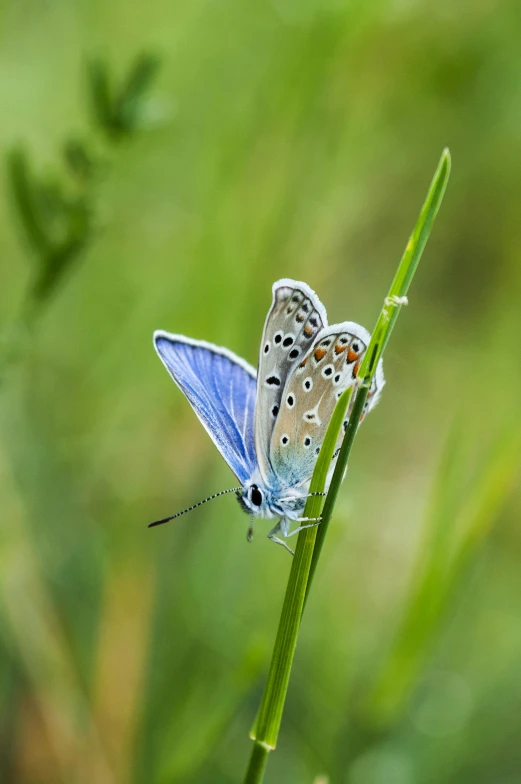 two erflies sitting on some green grass