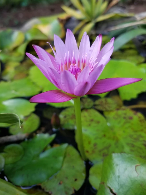 the pink water lily is blooming in the pond