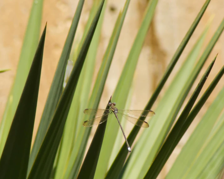 a dragon fly sits on the blades of a plant