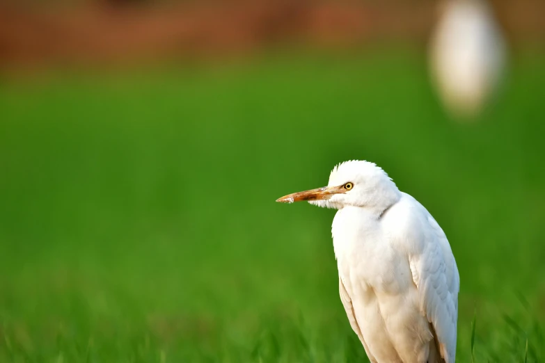 a bird is standing in the grass